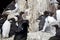 Guillemots and a shag, Bass Rock, Scotland