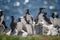 Guillemots standing on a rock in England