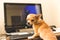 Guilty Chihuahua on a Computer