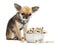 Guilty Chihuahua sitting next to bowl of food