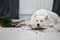 Guilty dog on the floor next to an overturned flower