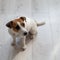 Guilty dog Jack Russell Terrier pissed puddle on the wooden floor