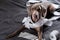 Guilty dog lying on bed with toilet paper