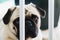 Guilty dog, Pug dog behind the bars of a protective bar for dogs