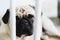 Guilty dog, Pug dog behind the bars of a protective bar for dogs