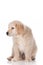 Guilty Golden Retriever puppy isolated on white background