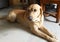 Guilty Labrador dog reacting innocent after getting caught while stealing food.