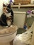 Guilty and proud calico cat just unrolled a lot of toilet paper