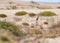 Guincho coast line