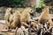 Guinea baboon family