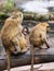 Guinea baboon family on the branch