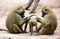 Guinea baboon family (Papio papio)
