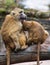 Guinea baboon family photo