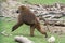 Guinea Baboon Papio hamadryas papio running