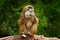 Guinea baboon, Papio papio, monkey from Guinea, Senegal and Gambia. Wild mammal in the nature habitat. Monkey feeding fruits in th