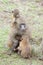 Guinea baboon (Papio papio) mother with baby