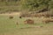 Guinea baboons Papio papio feeding in a meadow.