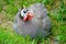 Guinea Fowl