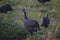 Guinea Fowl on the African Savanna