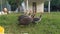 Guinea fowl bird family in cage in a zoo. Domestic farming in Pakistan.