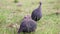 Guinea Fowl Birds and Chicks