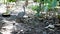 Guinea fowl broody hen hatched out guinea chicks