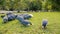 Guinea fowl chickens and roosters pecking.