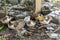 Guinea fowl chicks closeup view with selectiev focus