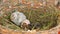 Guinea fowl Chicks Hatched from Eggs. First Seconds of Life