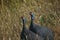 Guinea fowl couple