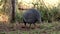 guinea fowl farm animal