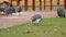 guinea fowl farm animals