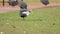 guinea fowl farm animals