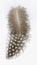 Guinea fowl feather