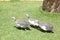 Guinea fowl are finding worms to eat in the green lawns.â€‹ Guinea fowl inâ€‹ theâ€‹ farm.