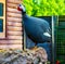 Guinea fowl. Guineafowl are birds of the family Numididae in the