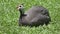 Guinea fowl Guinean chicken on a green grass