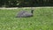 Guinea fowl Guinean chicken on a green grass