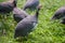 Guinea fowl is a herd of walking on green grass outdoors.