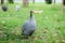 Guinea fowl on the lawn
