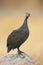 Guinea-fowl perched on a rock