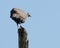 Guinea fowl on a pole