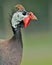 Guinea Fowl Portrait