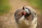 Guinea fowl portrait