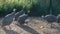 Guinea fowl, poultry yard with guinea fowls in the rays of the evening sun in summer