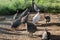 Guinea fowl, poultry yard with guinea fowls in the rays of the evening sun in summer