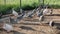 Guinea fowl, poultry yard with guinea fowls in the rays of the evening sun in summer