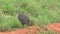 Guinea fowl in the Savannah Safari in Kenya