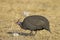 Guinea-fowl searching for food