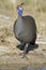Guinea-fowl standing at waterhole